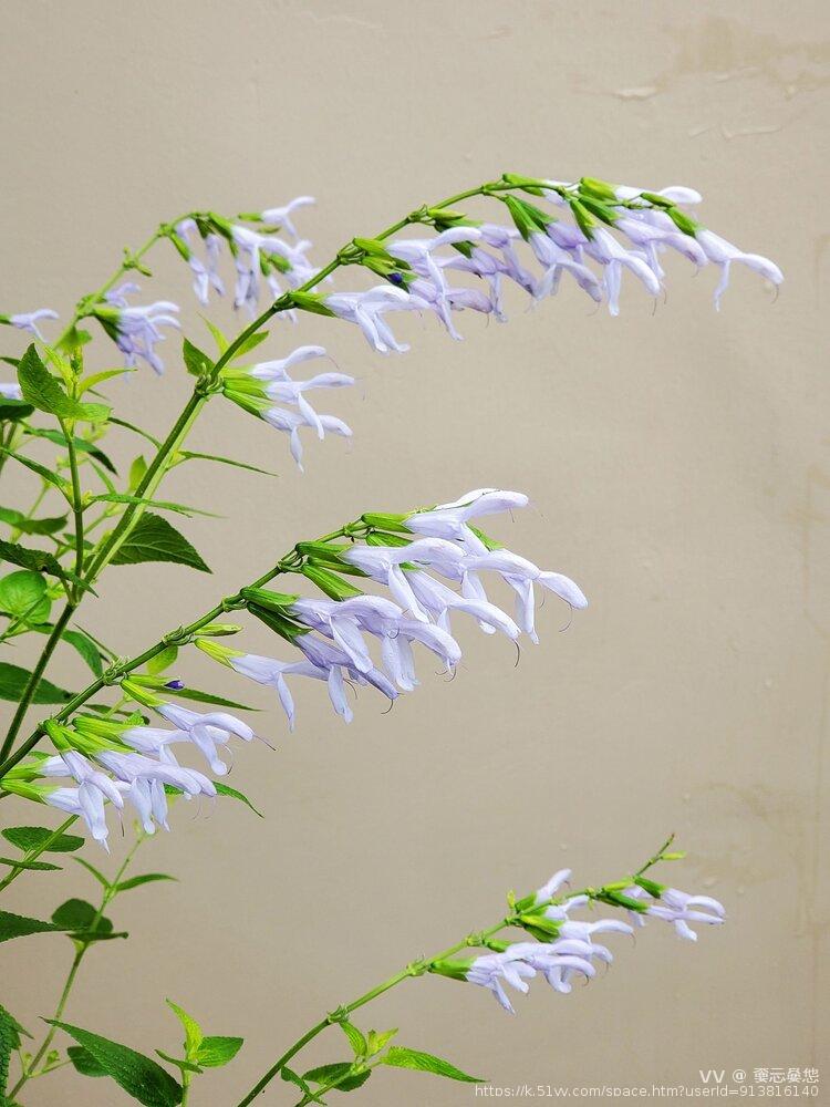 嫑忈嘦怹