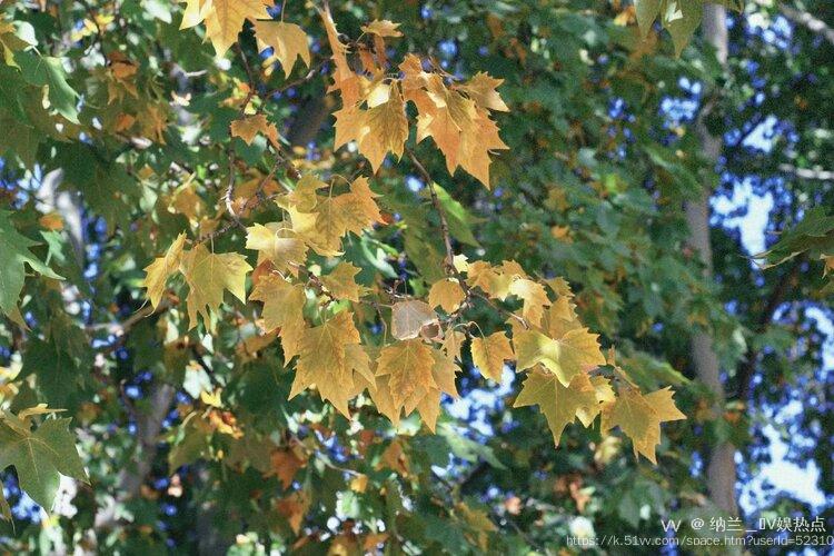 纳兰＿🎤V娱热点