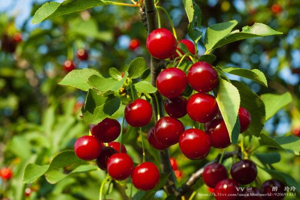 🇨🇳🎖️醉🍒玲玲
