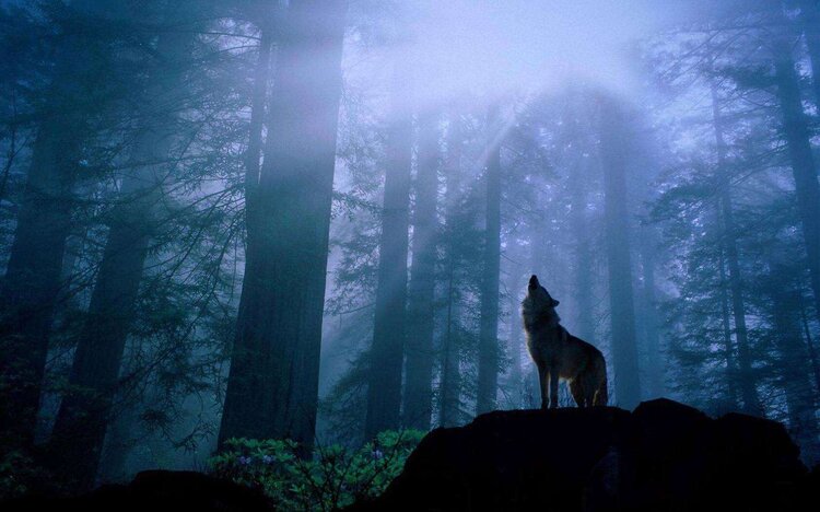 CH【文声汇影】