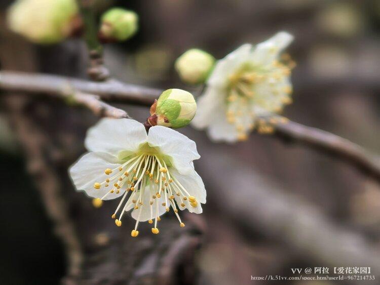 阿拉【爱花家园】