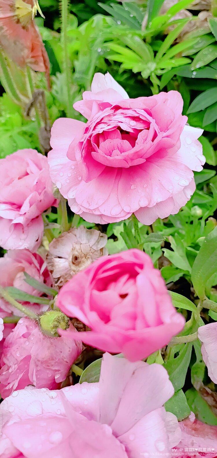 雷霆💫❤️红星雨❤️