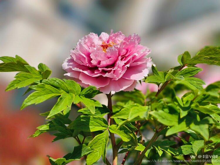 ︎🤟音V你︎🤟