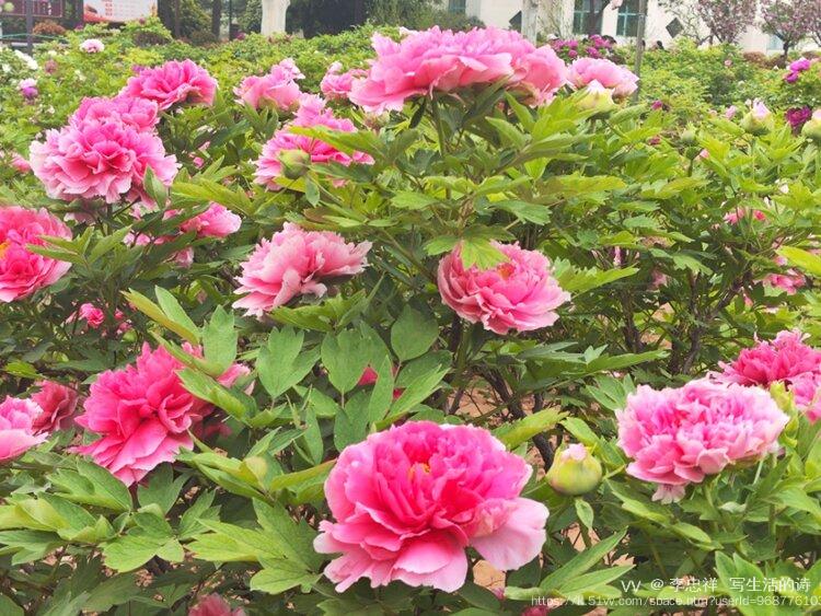 李忠祥  写生活的诗