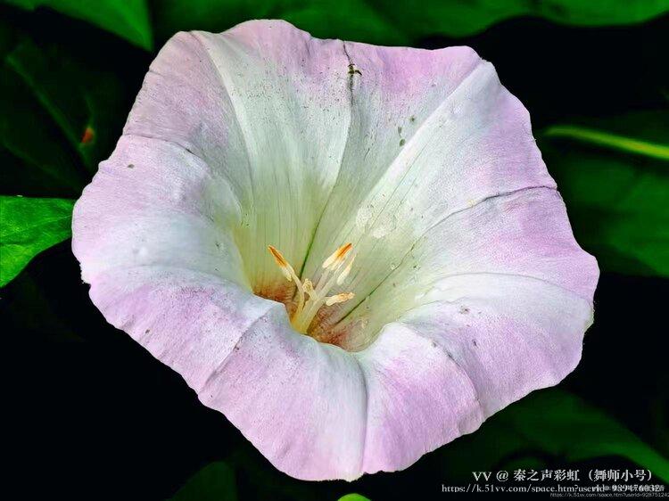 秦之声彩虹（舞师小号）