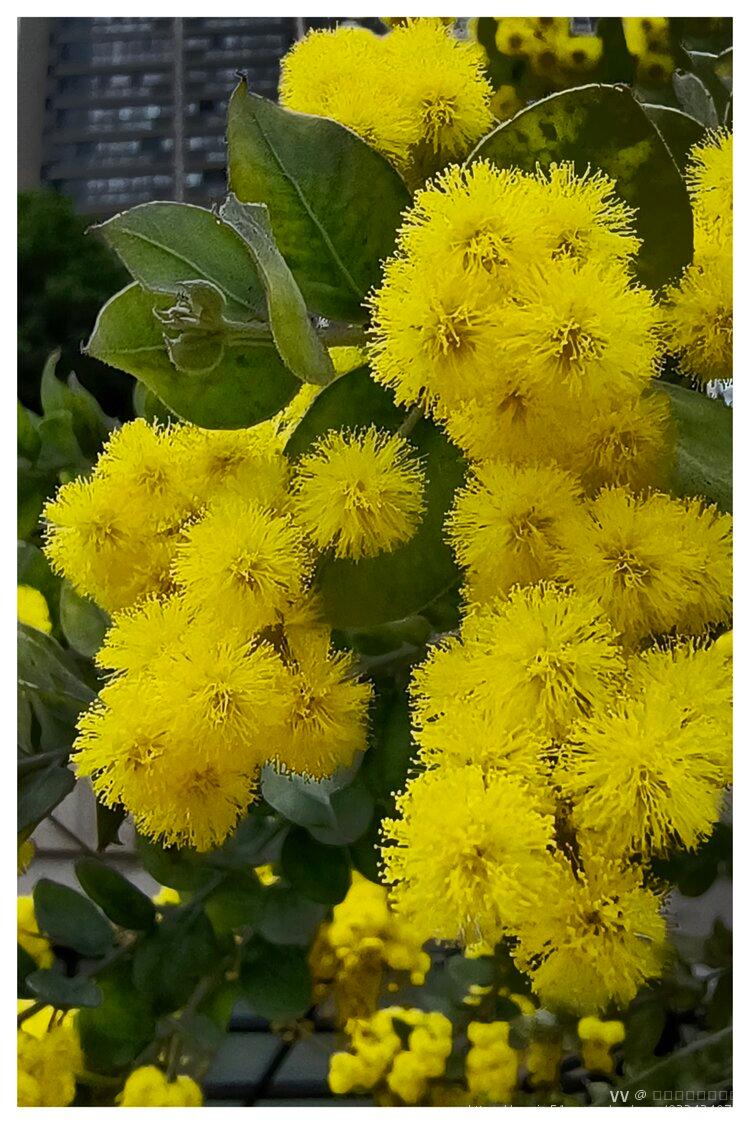 珍珠金合欢,鹅黄暖灿灿
