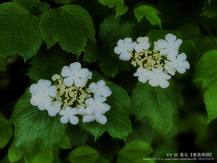 龙儿【爱花家园】