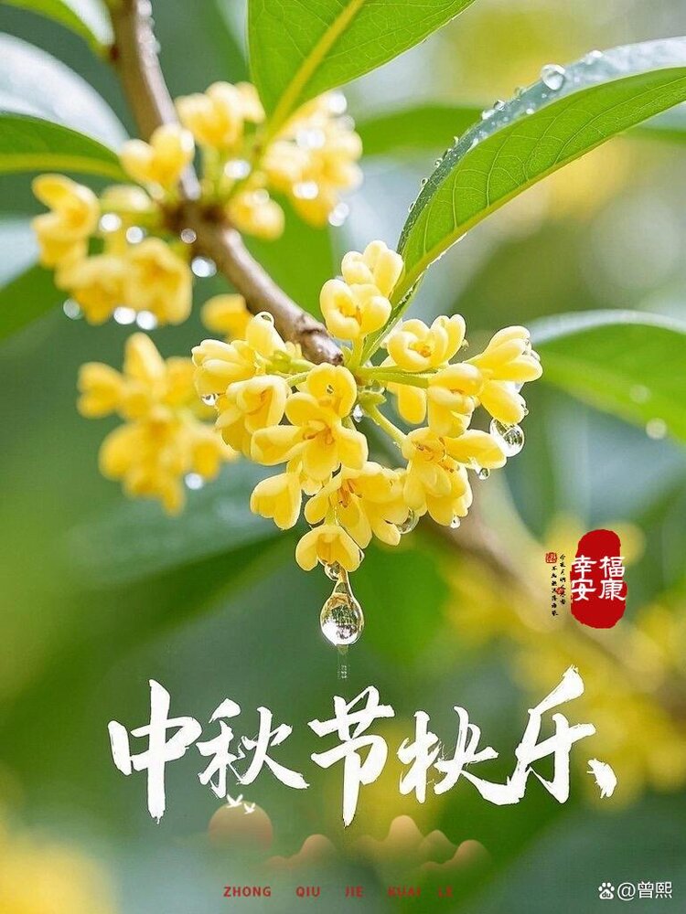 蔷薇