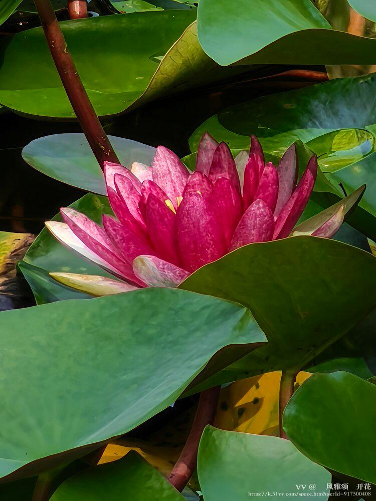 💞风雅颂🎋开花