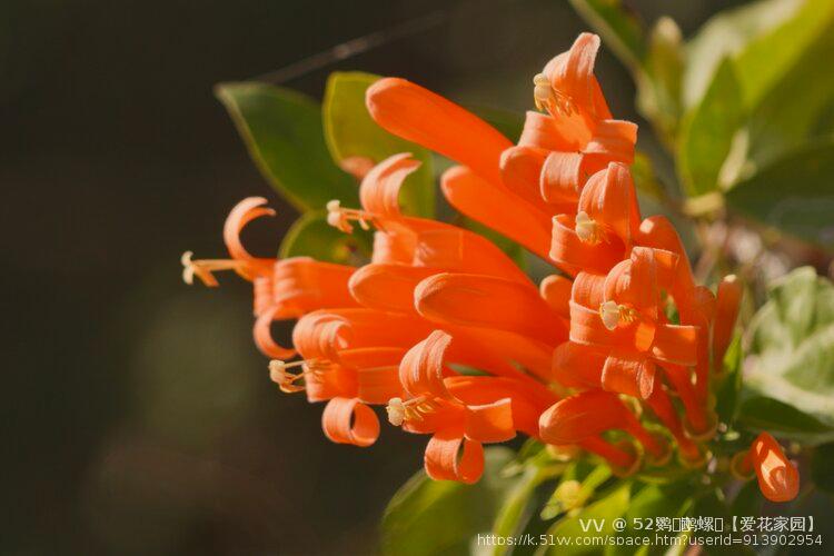 52鹦ꦿོ鹉螺ꦿ【爱花家园】