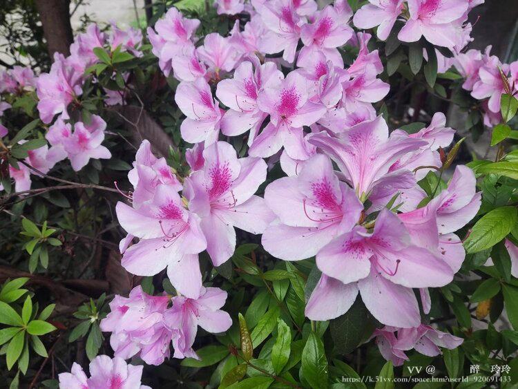 🇨🇳🎖️醉🍒玲玲