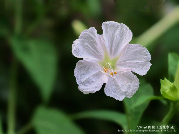 阿拉【爱花家园】