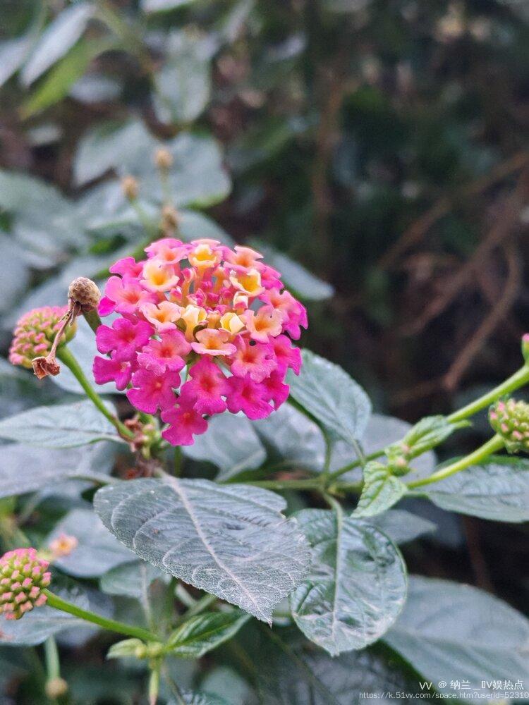 纳兰＿🎤V娱热点