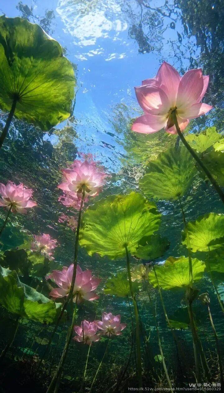 菊心拾雨