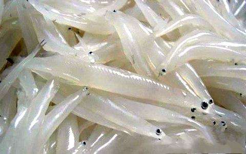 张国政(爱国军旅文坛)