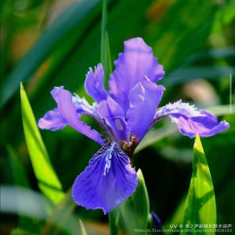 秦之声副族长默水涵声