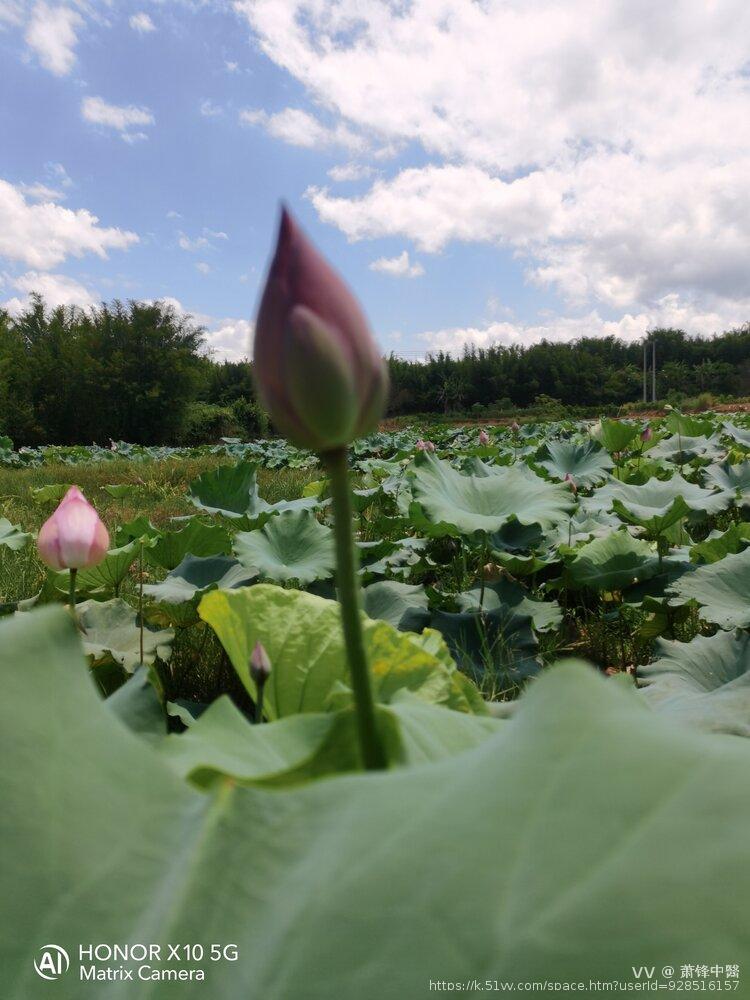 萧锋中醫