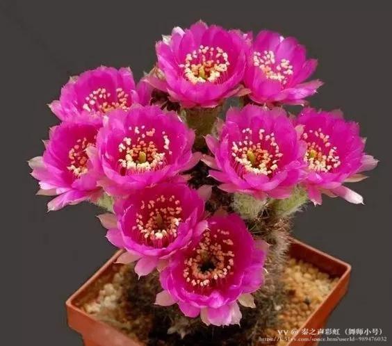 秦之声彩虹（舞师小号）