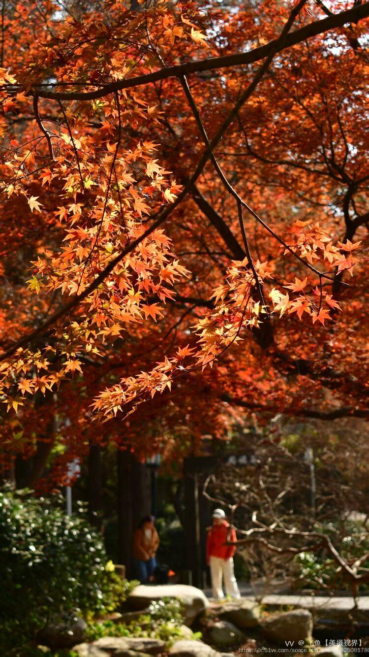 飞鱼【美摄视界】
