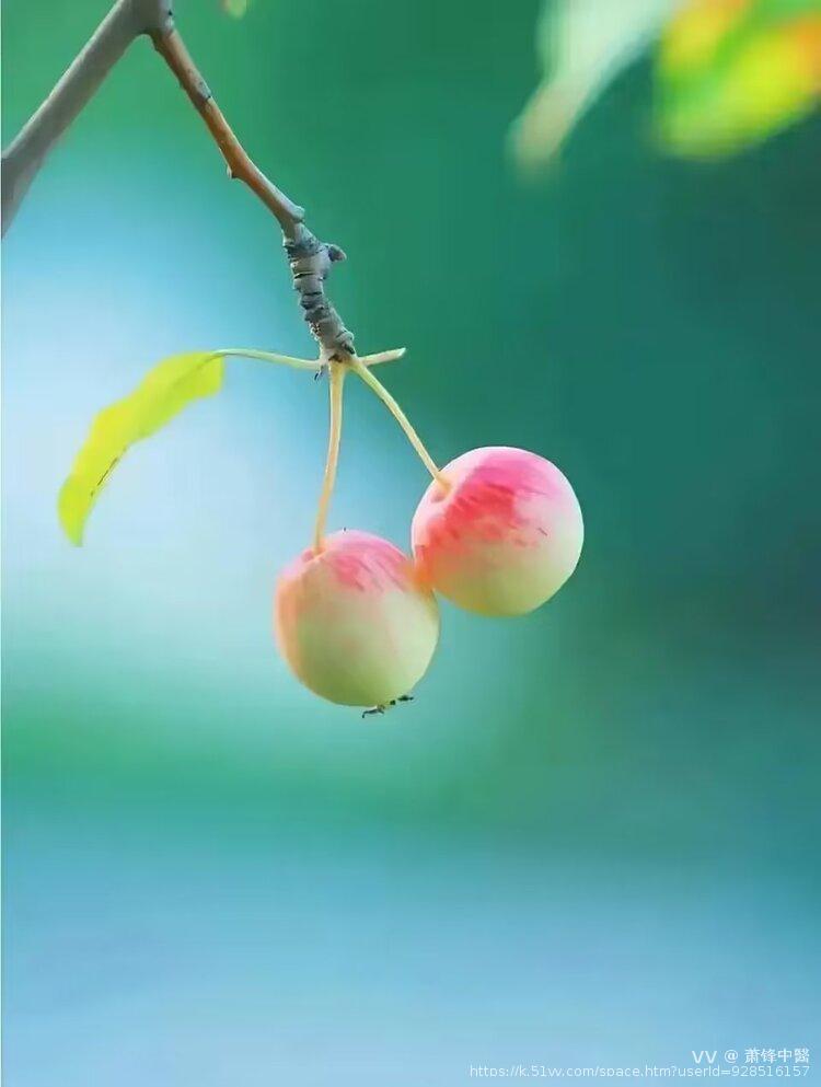 萧锋中醫