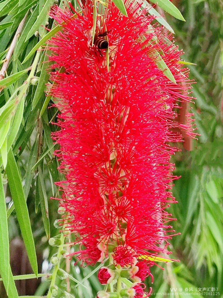 春风〔文声汇影〕