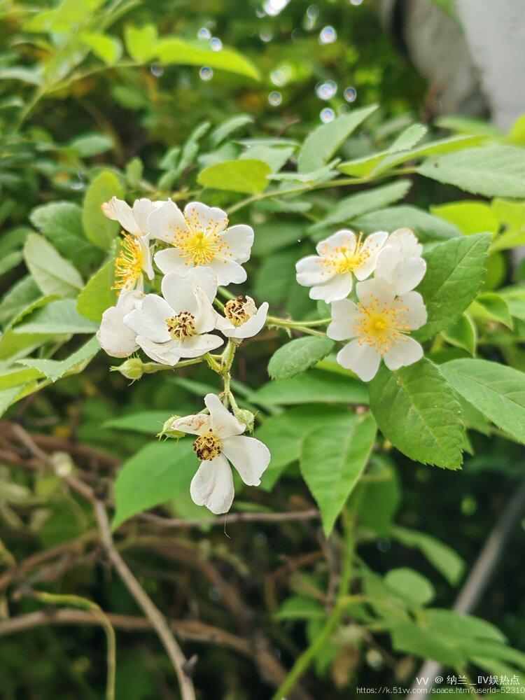 纳兰＿🎤V娱热点