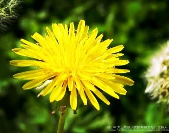 大卫欢欣《爱国军旅文坛》主持人