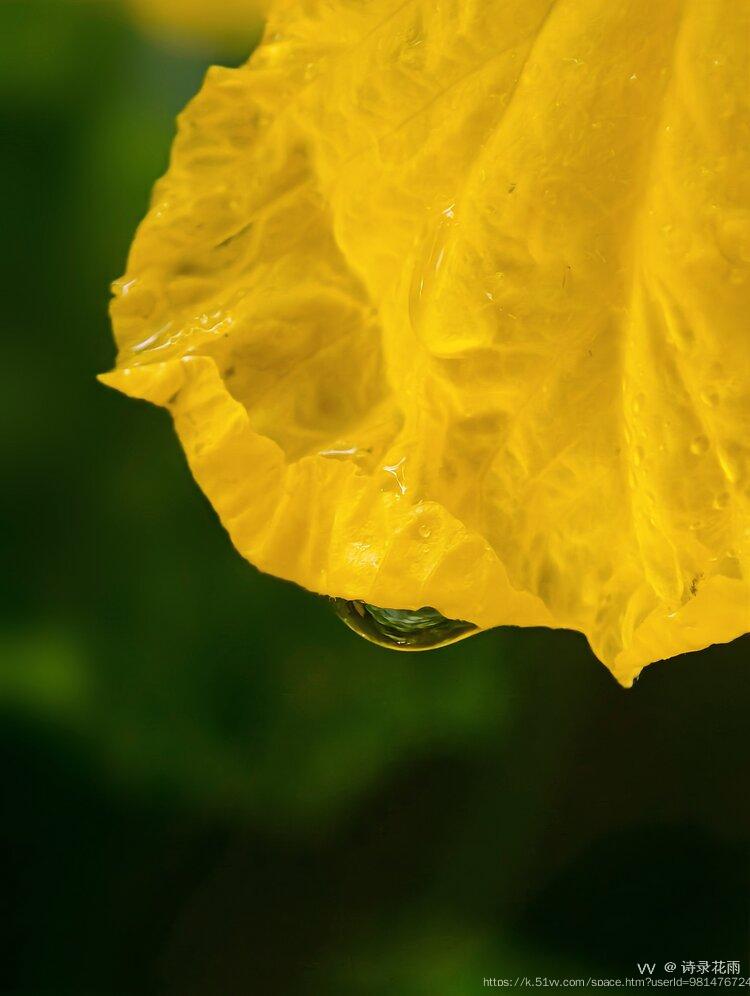 诗录花雨