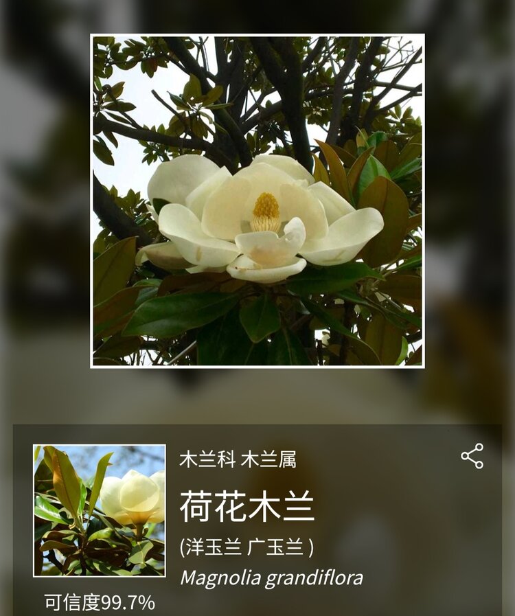 老羊头