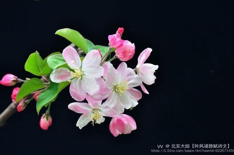 北京大妞【吟风诵雅赋诗文】