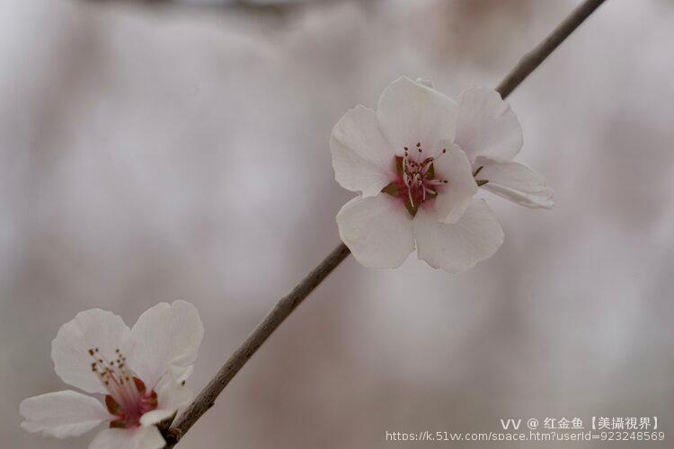 红金鱼【美攝視界】