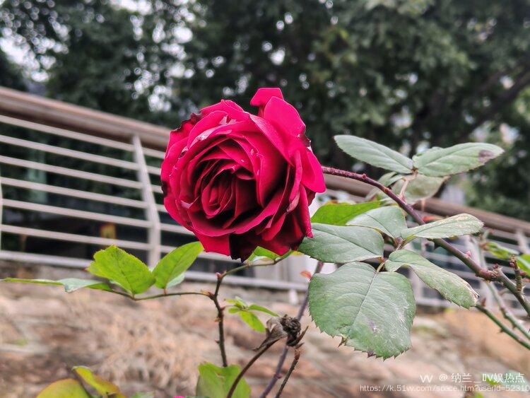 纳兰＿🎤V娱热点