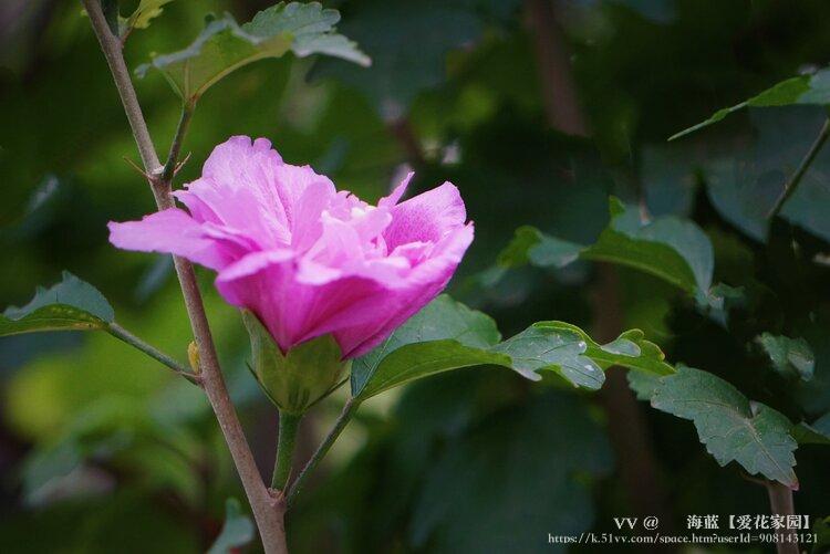 ᥬ 海蓝【爱花家园】