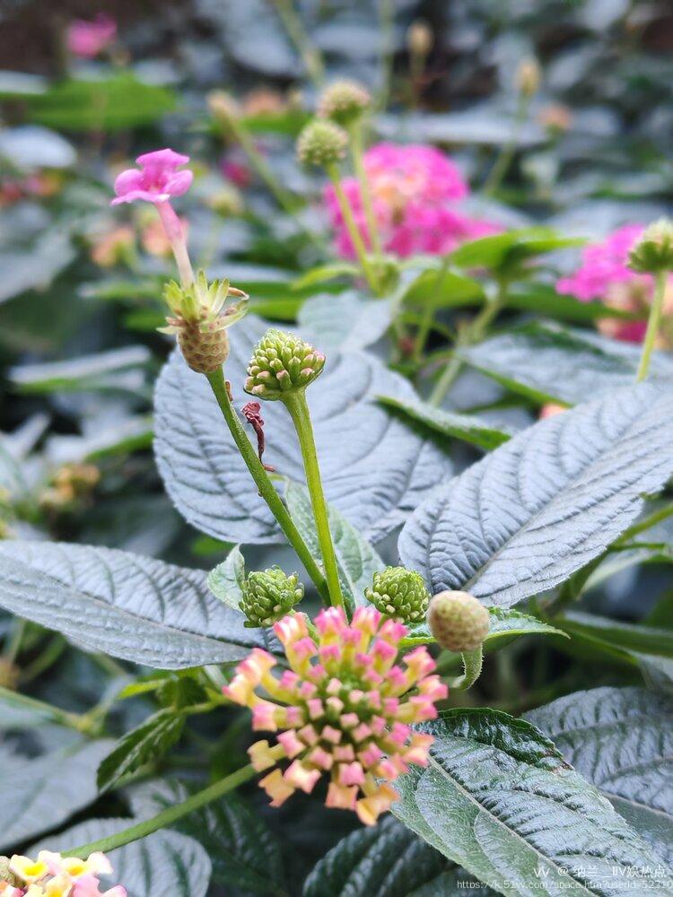 纳兰＿🎤V娱热点