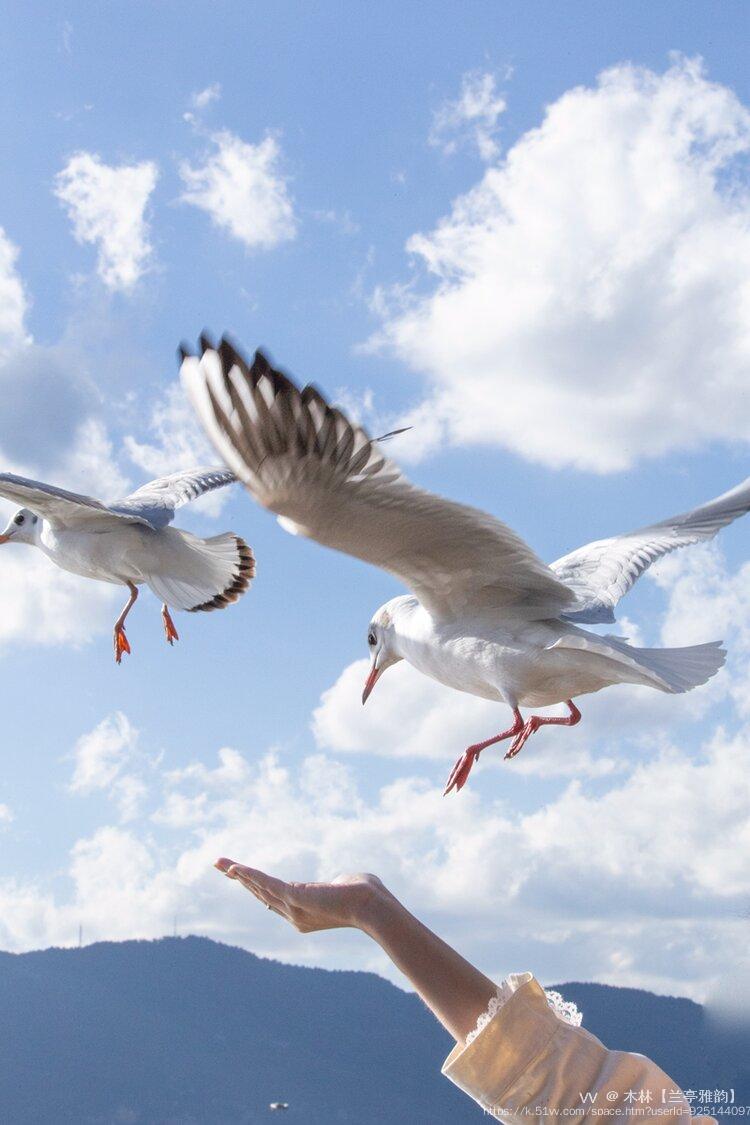 木林【兰亭雅韵】