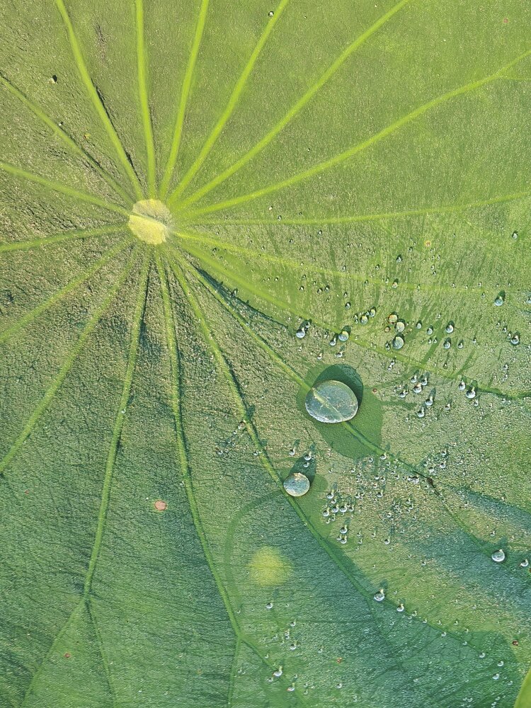 秋殇别恋