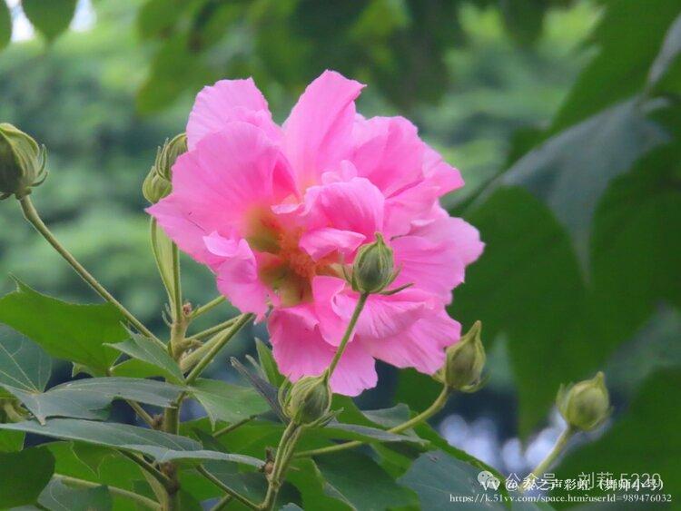 秦之声彩虹（舞师小号）