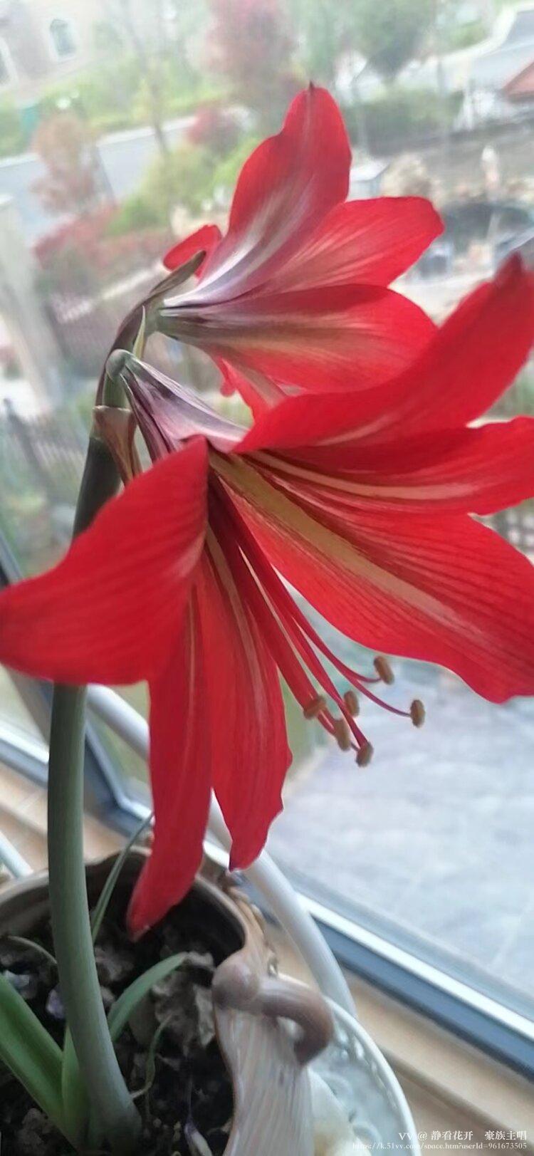 静看花开🍸豪族主唱