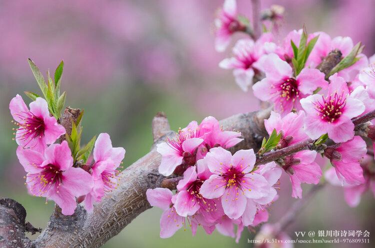 银川市诗词学会