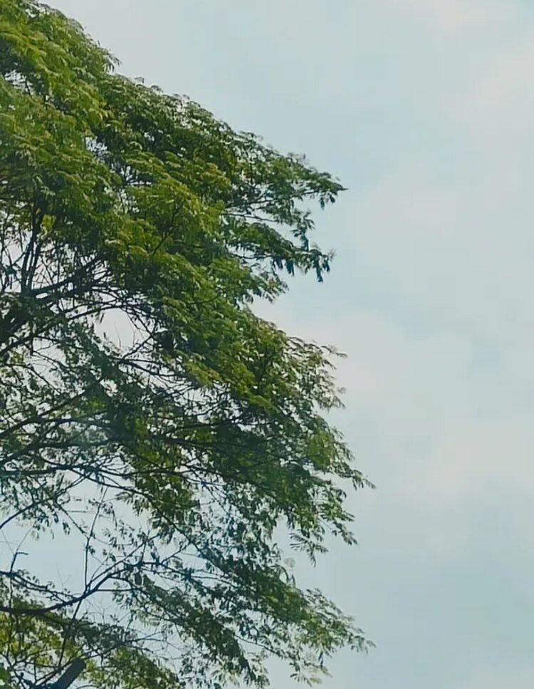 缥缈若尘