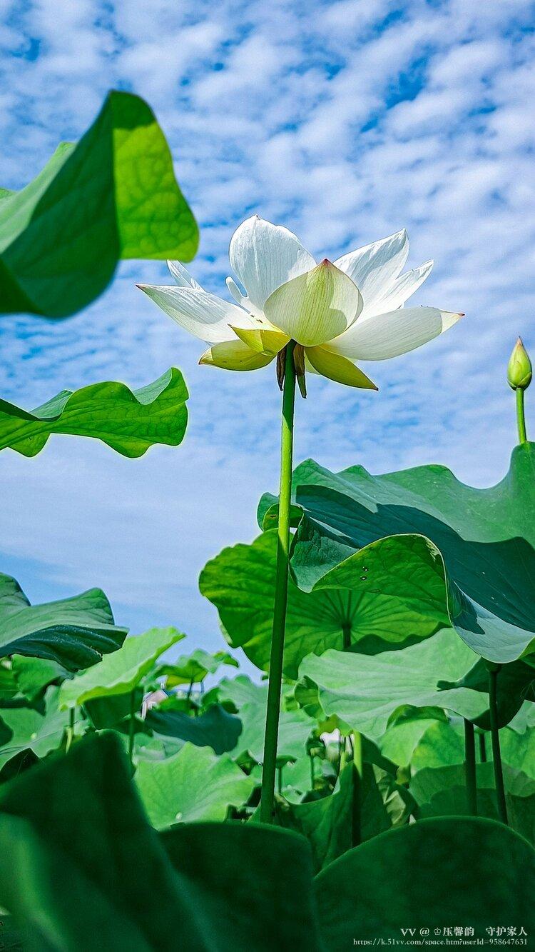 ♔压馨韵💫守护家人