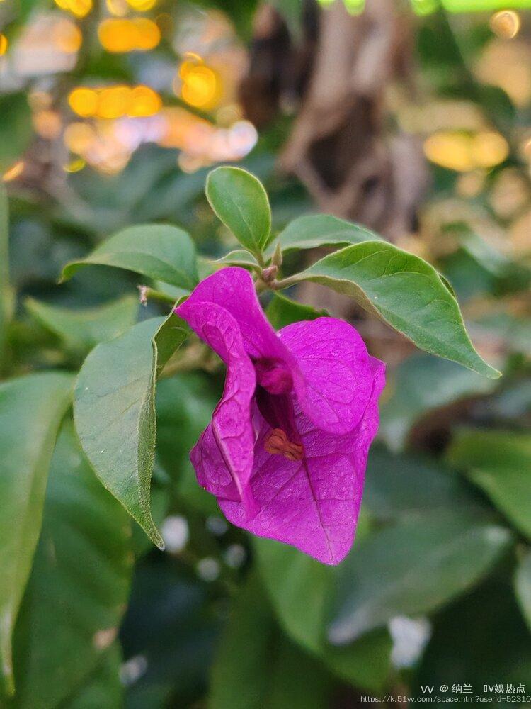 纳兰＿🎤V娱热点