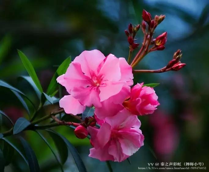 秦之声彩虹（舞师小号）