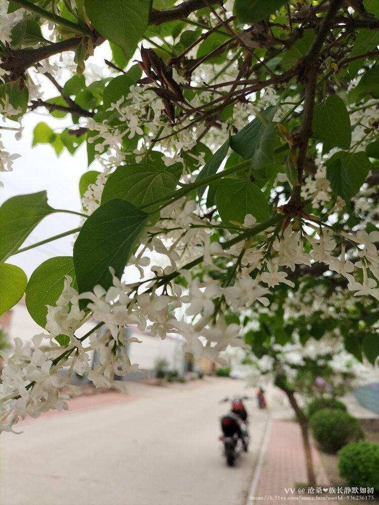 沧桑❤️族长静默如初