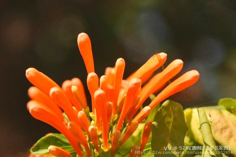 52鹦ꦿོ鹉螺ꦿ【爱花家园】