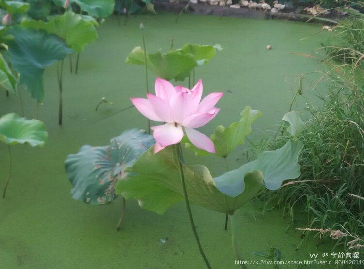 宁静向暖