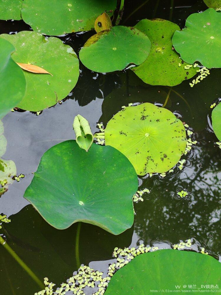 纳兰＿🎤V娱热点