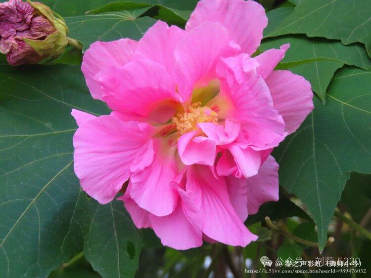 秦之声彩虹（舞师小号）