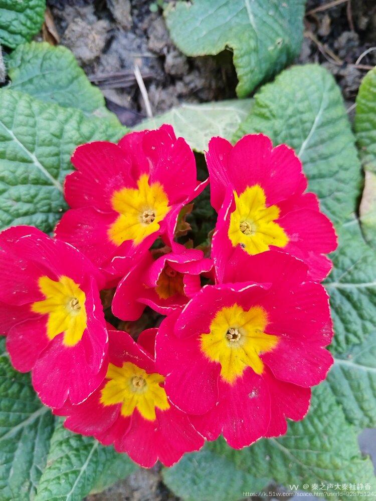 秦之声大秦社静香