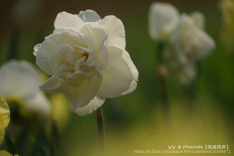 Phoenix【美摄视界】